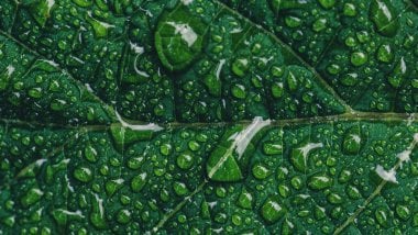 Green leaf with drops Wallpaper