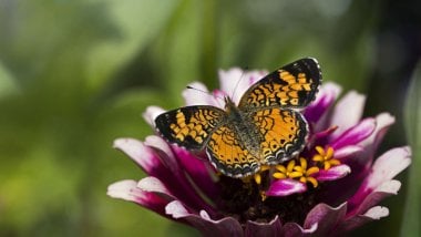 Butterfly over flower Wallpaper