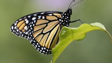 Butterfly Wallpaper ID:8115