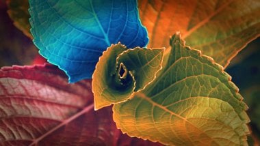 Colored leaves Wallpaper