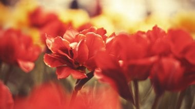 Red and yellow flowers Wallpaper