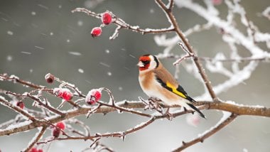 Bird with red head in the snow Wallpaper