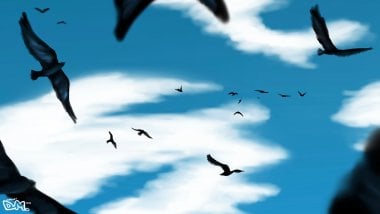 Aves volando en el cielo Fondo de pantalla