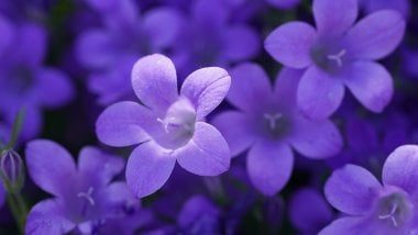 Violets Wallpaper