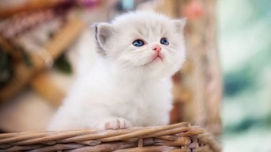 Kitten in basket Wallpaper