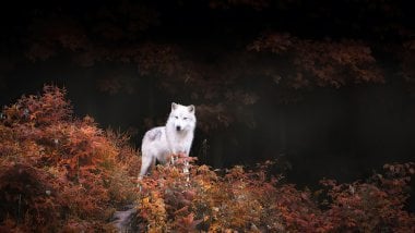 White wolf Wallpaper