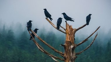 Cuervos en árbol Fondo de pantalla