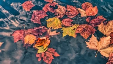 Autumn leaves Wallpaper