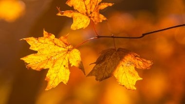 Autumn leaves in tree Wallpaper