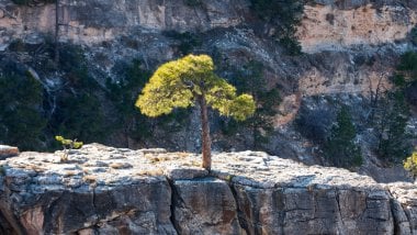 Tree close to cliff Wallpaper