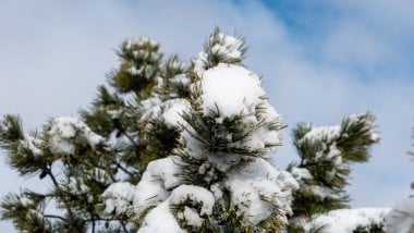 Árbol cubierto de nieve Fondo de pantalla
