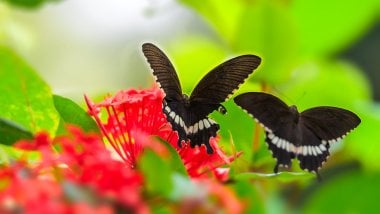 Mariposas sobre flores Fondo de pantalla