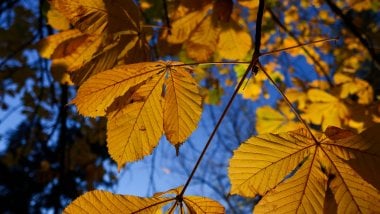 Tree leaves in autumn Wallpaper