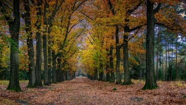 Trees during autumn Wallpaper
