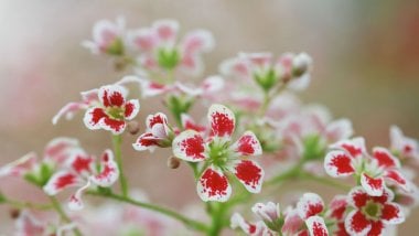 Flores rojas con blanco Fondo de pantalla