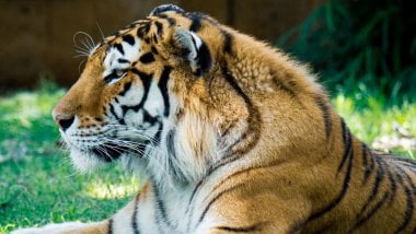 Tiger Fondo ID:9192