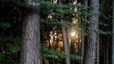 Sunlight between the forest trees Wallpaper