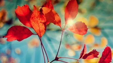 Flash of autumn Wallpaper
