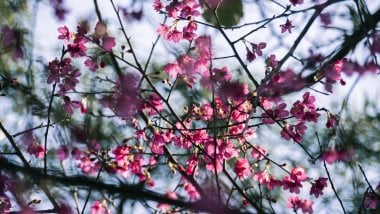 Flores sakura entre ramas Fondo de pantalla