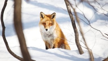 Fox in the snow Wallpaper