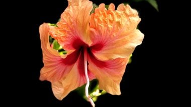 Flor Hibiscus Fondo de pantalla