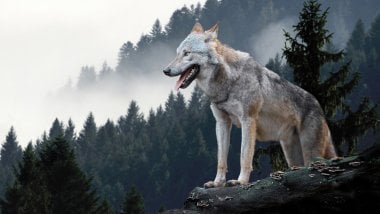 Lobo en roca en el bosque Fondo de pantalla