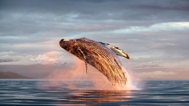 Humpback whale in the ocean Wallpaper