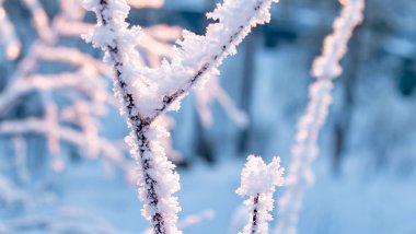 Frozen branches Wallpaper