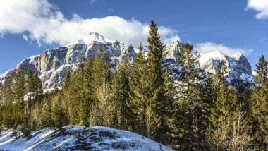 Snowed mountains behind pine trees Wallpaper