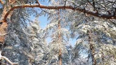 Pine trees in the forest during the winter Wallpaper