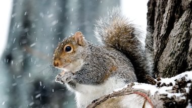 Squirrel in the winter Wallpaper