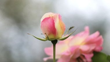 Rose flower bud Wallpaper