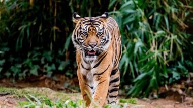 Tiger protruding tongue Wallpaper