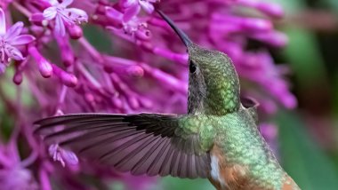 Colibrí with pink flowers Wallpaper