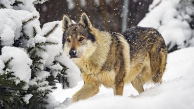 Lobo en la nieve Fondo de pantalla