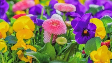 Purple, pink and yellow flowers Wallpaper