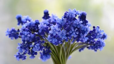 Pequeño ramo de flores azules Fondo de pantalla