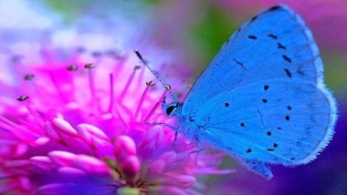 Blue butterfly on pink flower Wallpaper