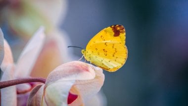 Yellow butterfly on flower petal Wallpaper