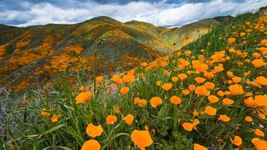 Field on flowers in the mountains Wallpaper