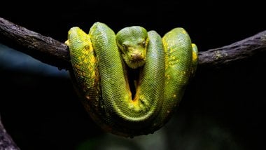 Serpiente piton verde Fondo de pantalla