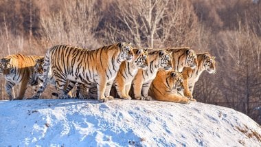 Group of tigers on snowed mountain Wallpaper
