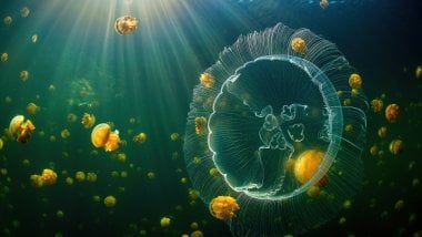 Medusas bajo el mar Fondo de pantalla