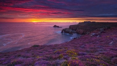 Flower field in the beach at sunset Wallpaper
