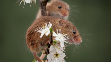 Mice on branch with flowers Wallpaper