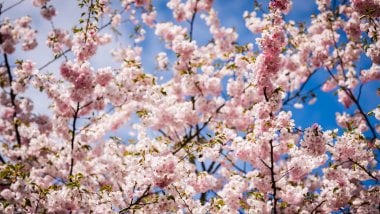 Sakura flowers Wallpaper