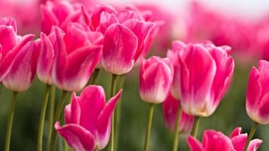 Pink tulips Wallpaper