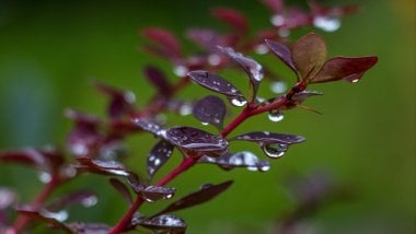 Drops of rain in barberry leaves Wallpaper