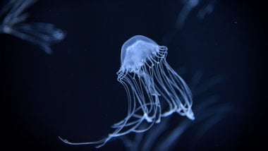 Jellyfish under the sea Wallpaper