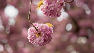 Cherry blossom flowers Wallpaper